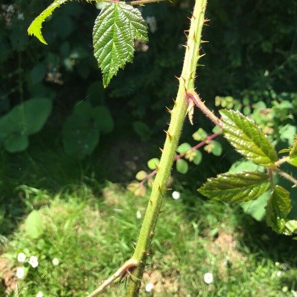 Rubus koehleri Лист