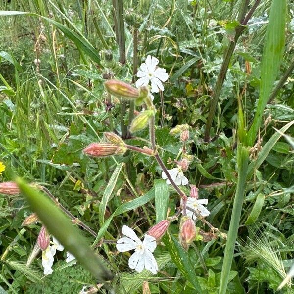 Silene dichotoma Övriga