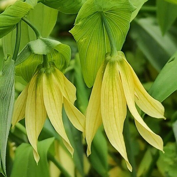 Uvularia grandiflora Virág