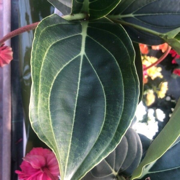 Medinilla magnifica Leaf