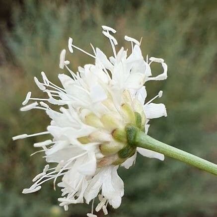 Cephalaria leucantha Flower
