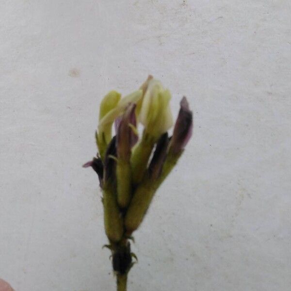 Astragalus sesameus Λουλούδι