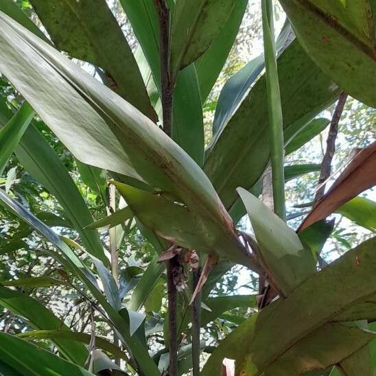 Hedychium coronarium Beste bat