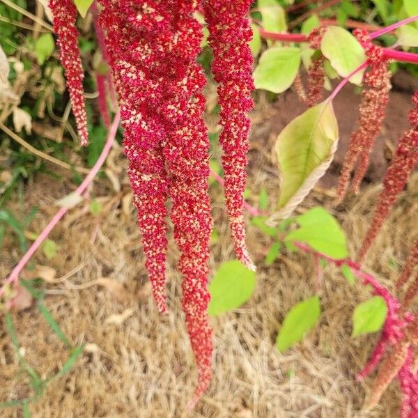 Amaranthus caudatus Çiçek