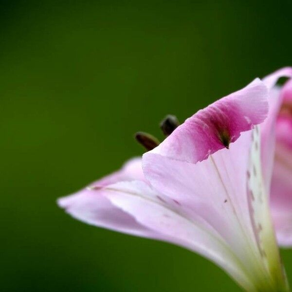 Convolvulus althaeoides Flower