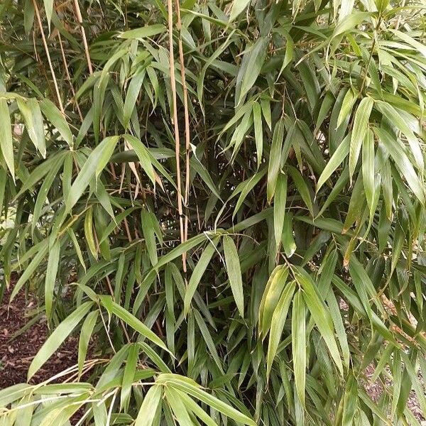 Pseudosasa japonica Leaf