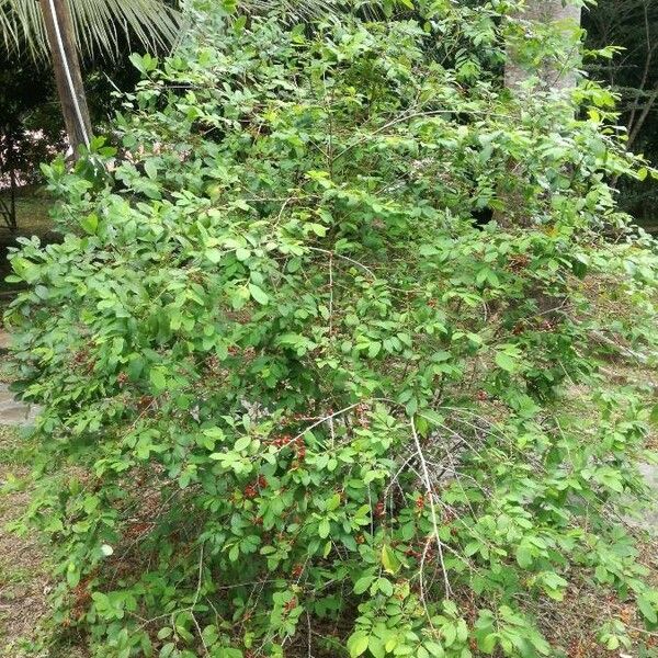 Erythroxylum coca Otro