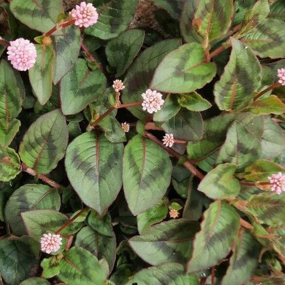 Persicaria capitata Folha