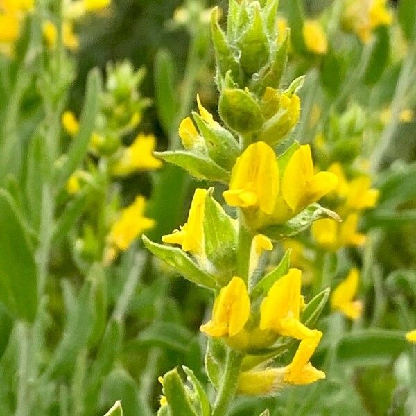 Anthyllis cytisoides Blomst