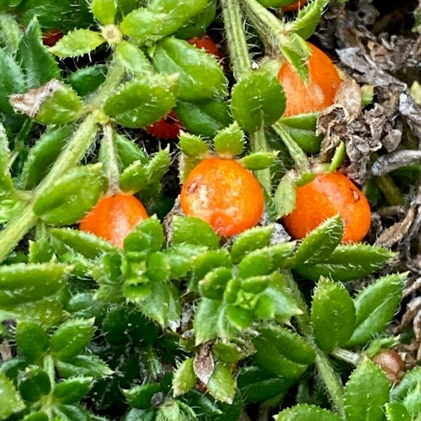 Galium hypocarpium Frukto