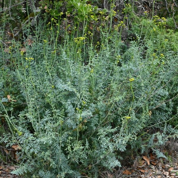 Ruta chalepensis Ostatní