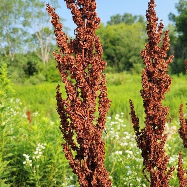 Rumex aquaticus Flower