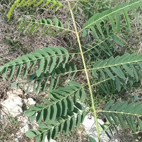 Leucaena leucocephala Φύλλο