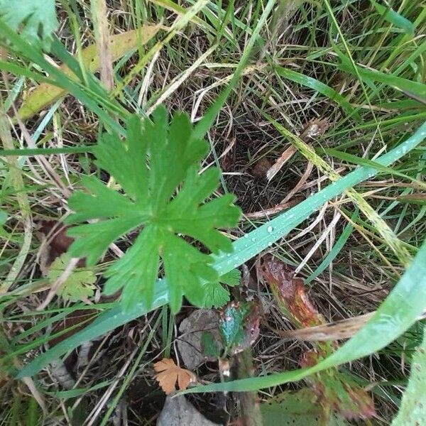 Geranium carolinianum Blatt