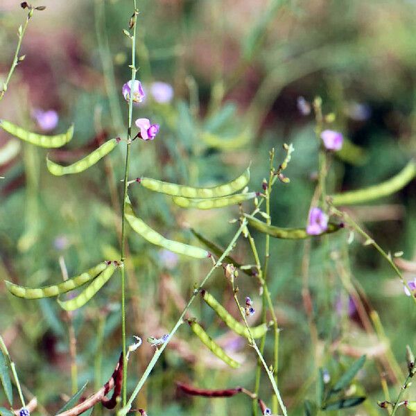 Tephrosia purpurea Fruit