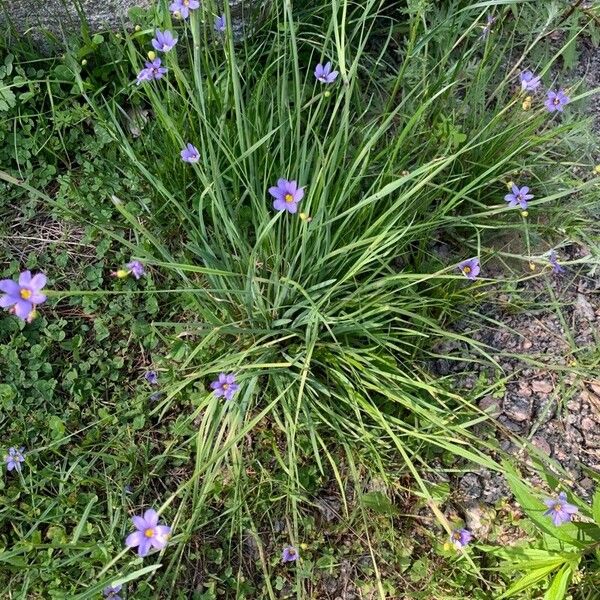 Sisyrinchium angustifolium ᱥᱟᱠᱟᱢ