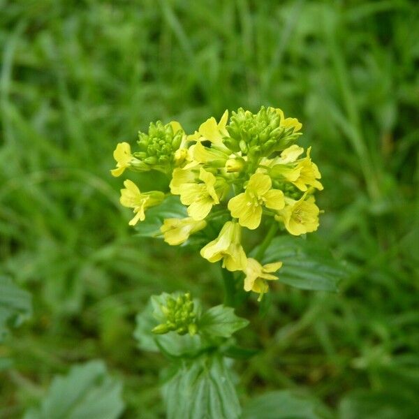 Barbarea vulgaris Flors