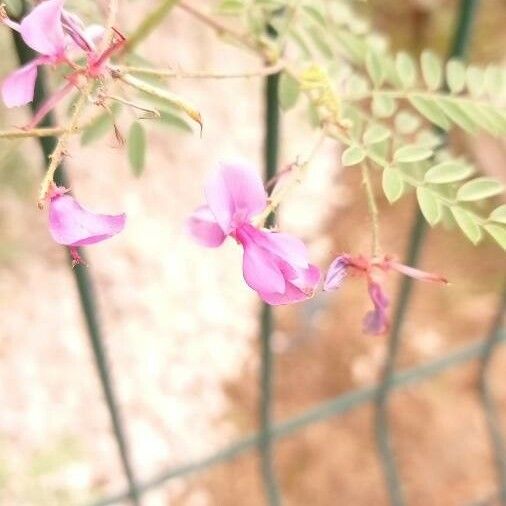 Tephrosia purpurea Květ
