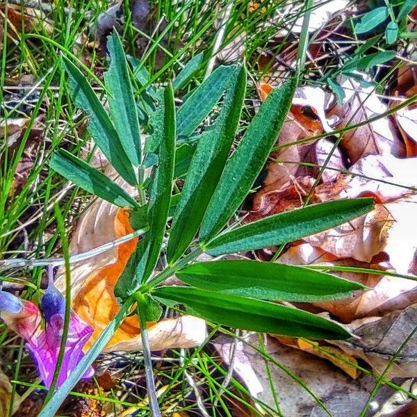 Lathyrus linifolius Hostoa