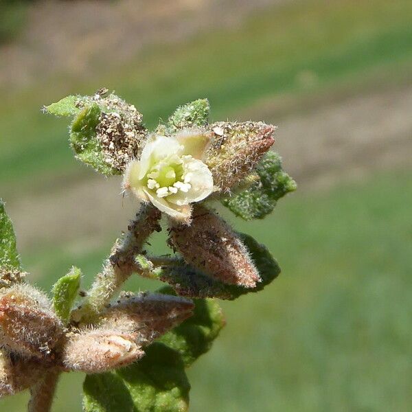 Glinus lotoides Flower