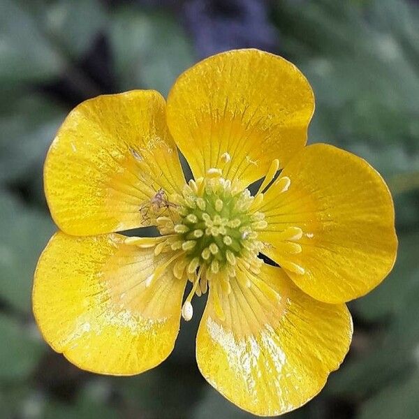 Ranunculus repens Flower