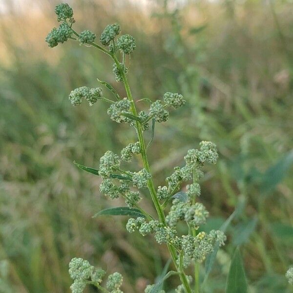 Chenopodium album Žiedas