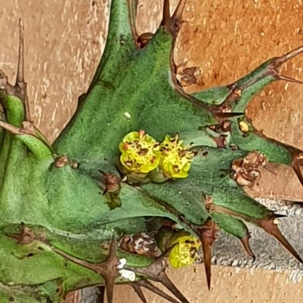 Euphorbia tortirama Folha