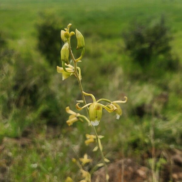 Eulophia petersii Flor