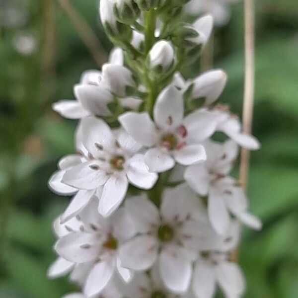 Lysimachia clethroides ফুল