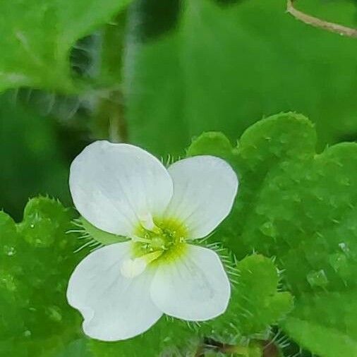 Veronica cymbalaria Çiçek