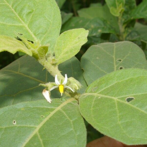 Solanum jamaicense Flower