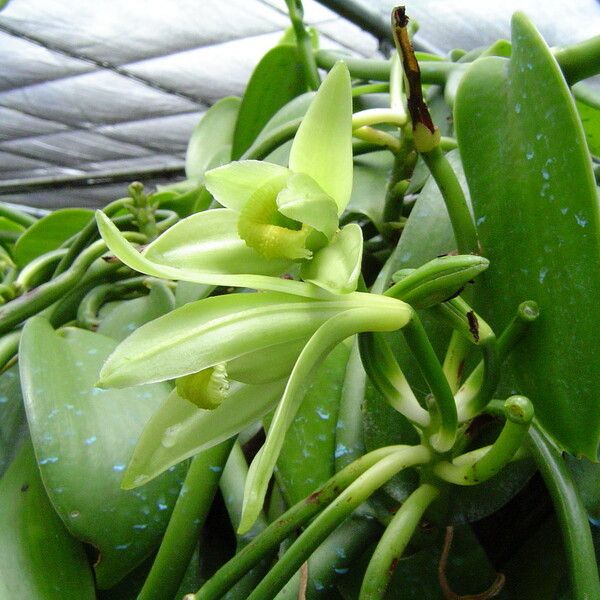 Vanilla planifolia Floare