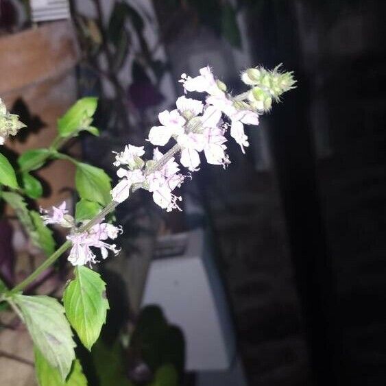 Ocimum americanum Flor