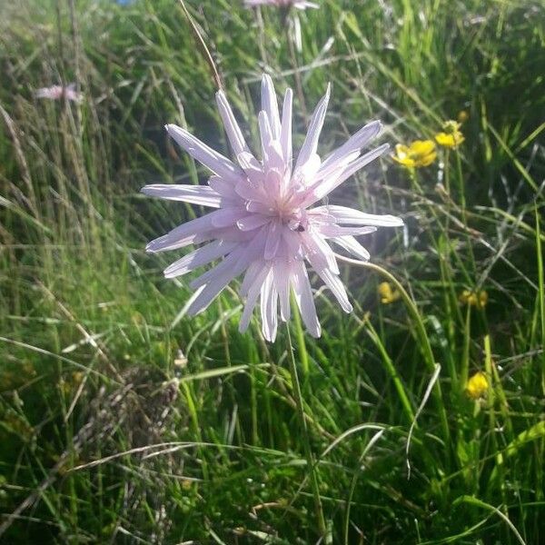 Crepis rubra 花