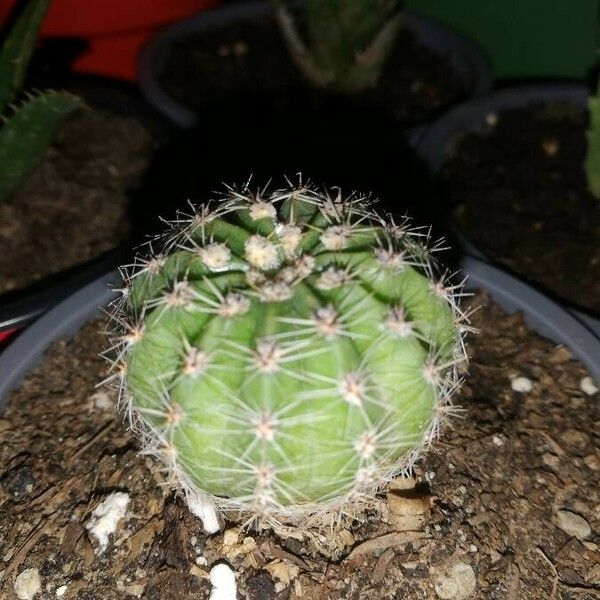 Echinopsis eyriesii Folha