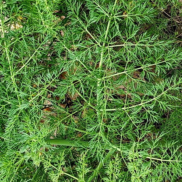 Ferula glauca Yaprak