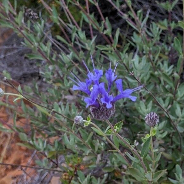 Salvia dorrii Flower