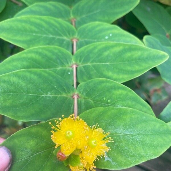 Hypericum × inodorum Flower