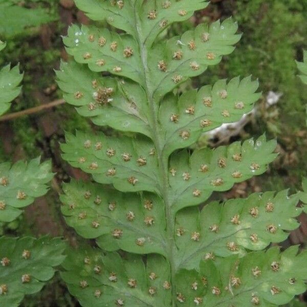 Dryopteris dilatata Blatt