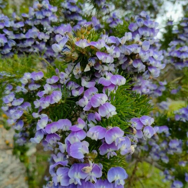 Psoralea pinnata Çiçek