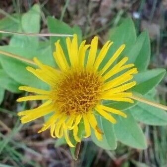 Inula montana Floare