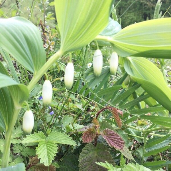 Polygonatum odoratum Кветка