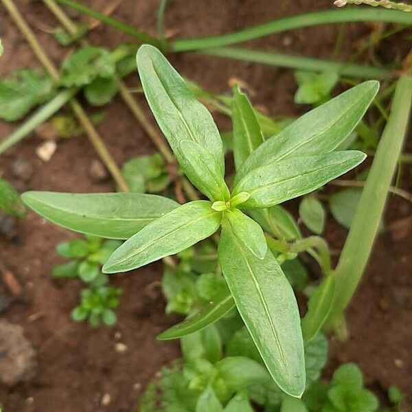 Oldenlandia corymbosa Folla