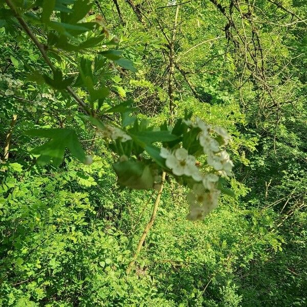 Crataegus azarolus Hoja