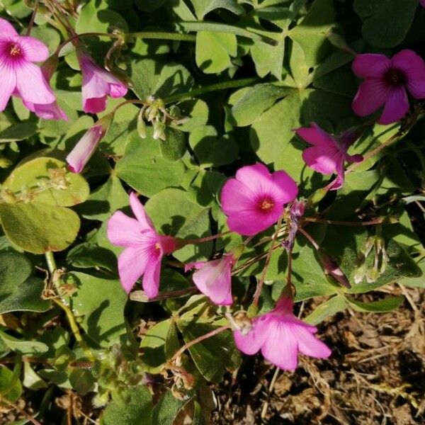 Oxalis articulata Kukka