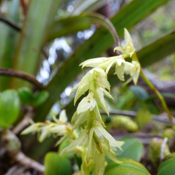 Bulbophyllum nutans Flor