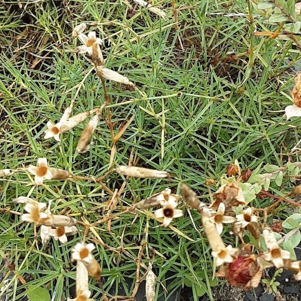 Dianthus plumarius Habitat