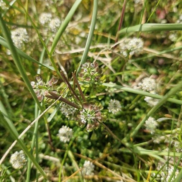 Teesdalia nudicaulis Flor