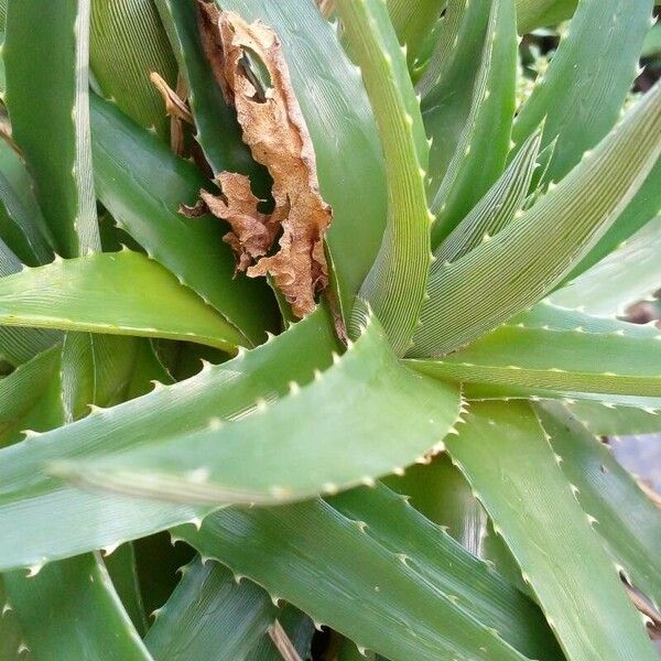 Dyckia brevifolia Leaf