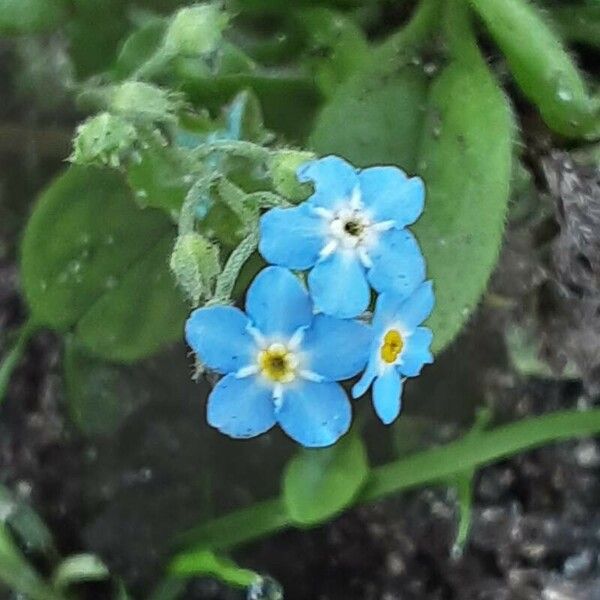 Myosotis arvensis Kvet